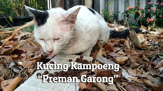 Kucing Kampoeng - Kucing Preman by Kucing Kampoeng 飼い猫 35 views 5 years ago 45 seconds