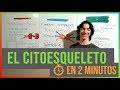 El Citoesqueleto en 2 Minutos