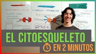 El Citoesqueleto en 2 Minutos