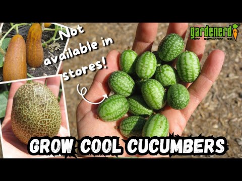 Cool Cucumber Varieties to Grow