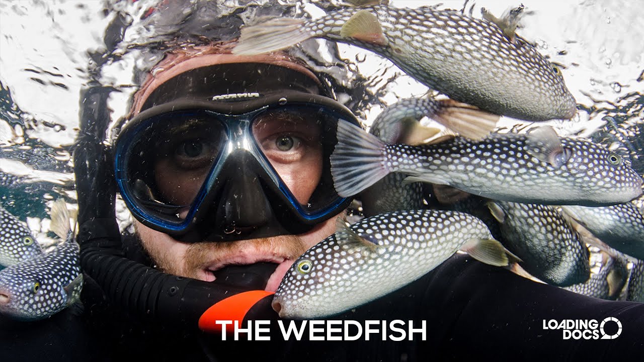 The Weedfish - short documentary (2021)