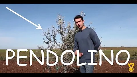 Quali sono gli ulivi impollinatori?