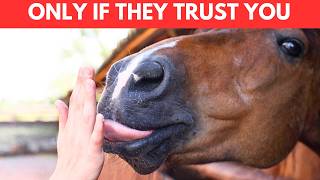 7 Behaviors Horses Only Show Around People They Trust