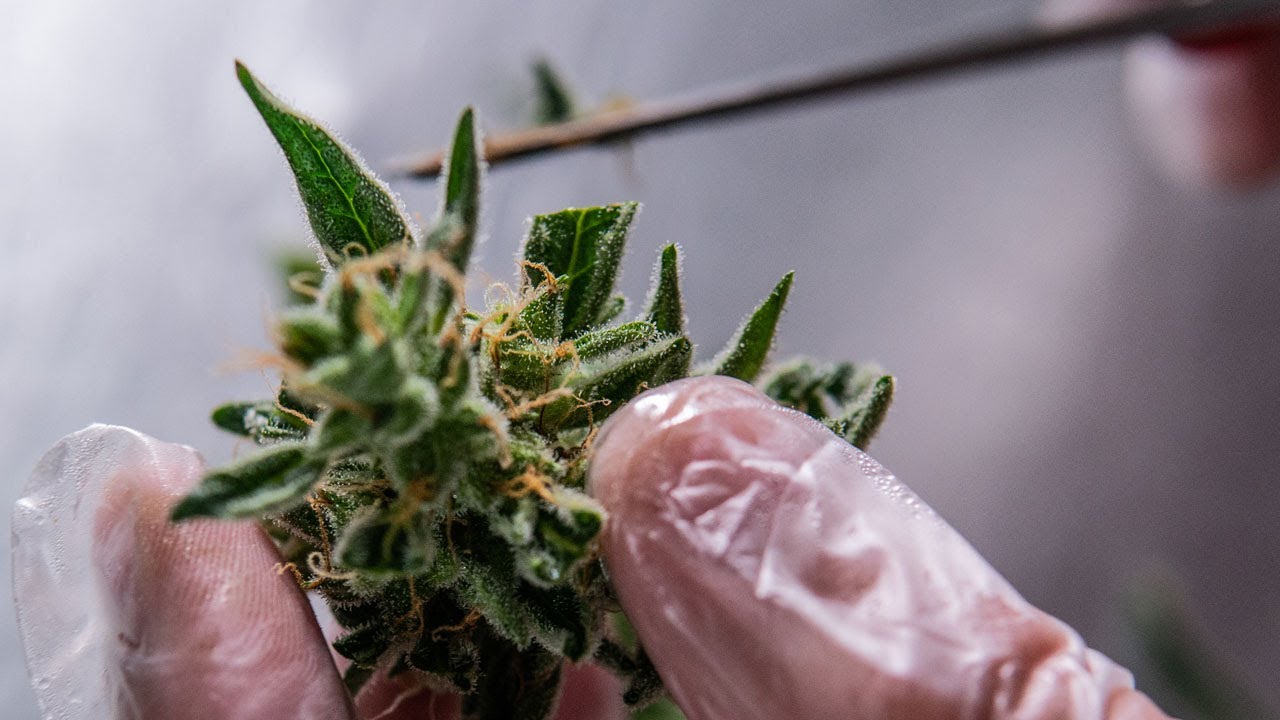 Vorsicht: Synthetische Cannabinoide!