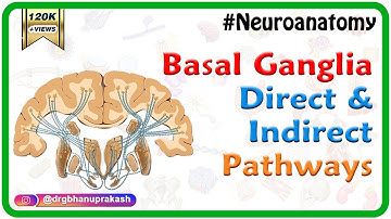 Basal ganglia Direct and indirect pathways - #Usmle Neuroanatomy Animations