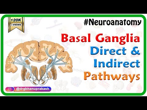 ਬੇਸਲ ਗੈਂਗਲੀਆ ਸਿੱਧੇ ਅਤੇ ਅਸਿੱਧੇ ਰਸਤੇ - #Usmle Neuroanatomy ਐਨੀਮੇਸ਼ਨ