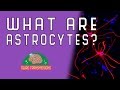 What Are Astrocytes?