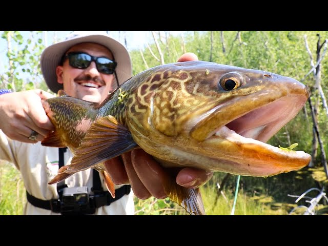 advanced pole fishing feeder The Pole Feeder With Tom Hobbs