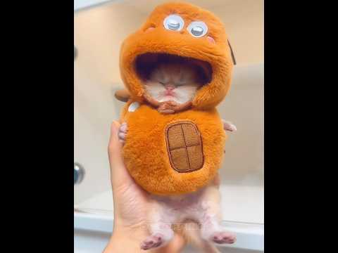 🥰Chubby Kittens #kitten #cat #子猫 #cute