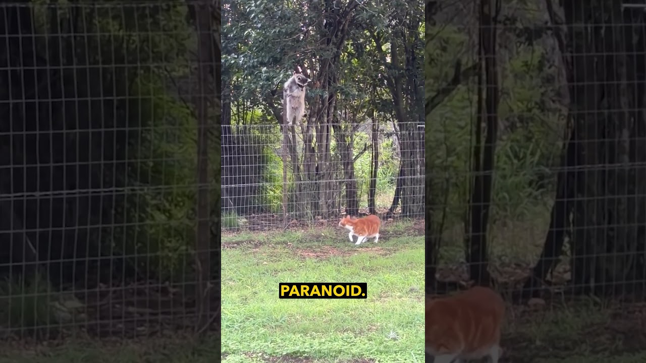 Raccoon vs Cat Stand Off