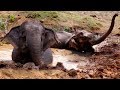 The Elephant That Didn’t Want To Get Out Of The Mud