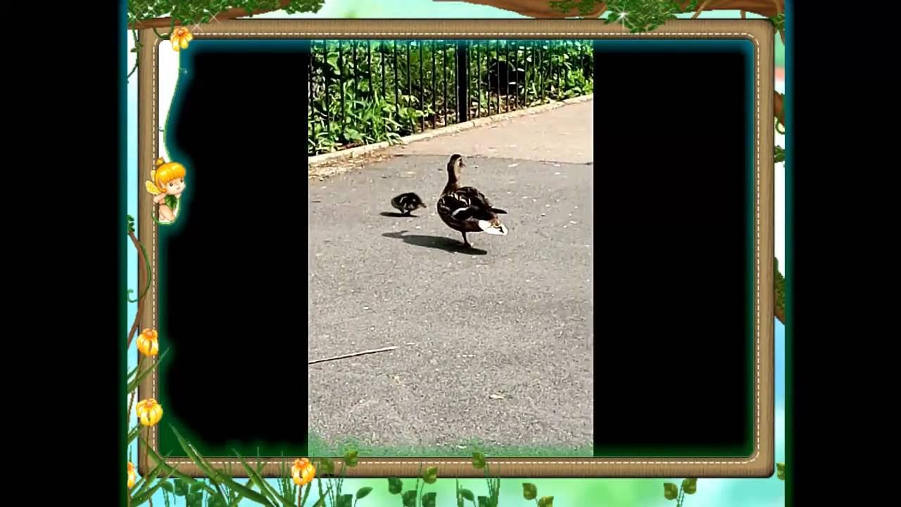 Cute Video::Spring in London::Ruskin Park