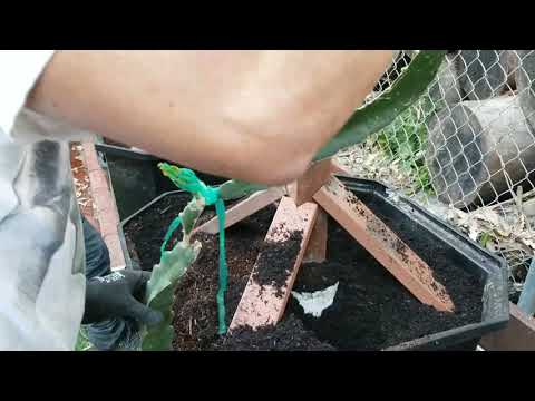 Video Cách làm giàn trồng thanh long trong chậu 5/1/19. - youtube