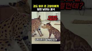 겁도 없이 큰 고양이에게 덤빈 냥이는 결국 #고양이 #야옹이 #냥이 #서벌 #동물