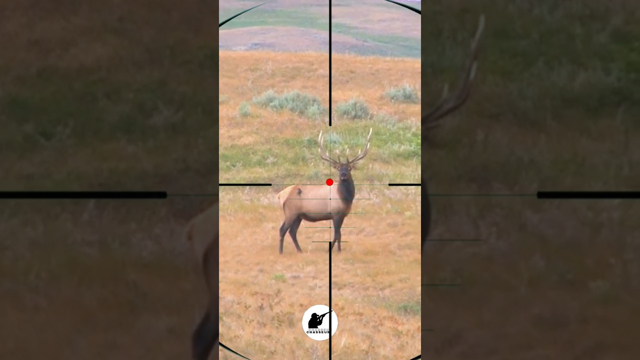 Bull Elk Hunting | Caccia al cervo maschio