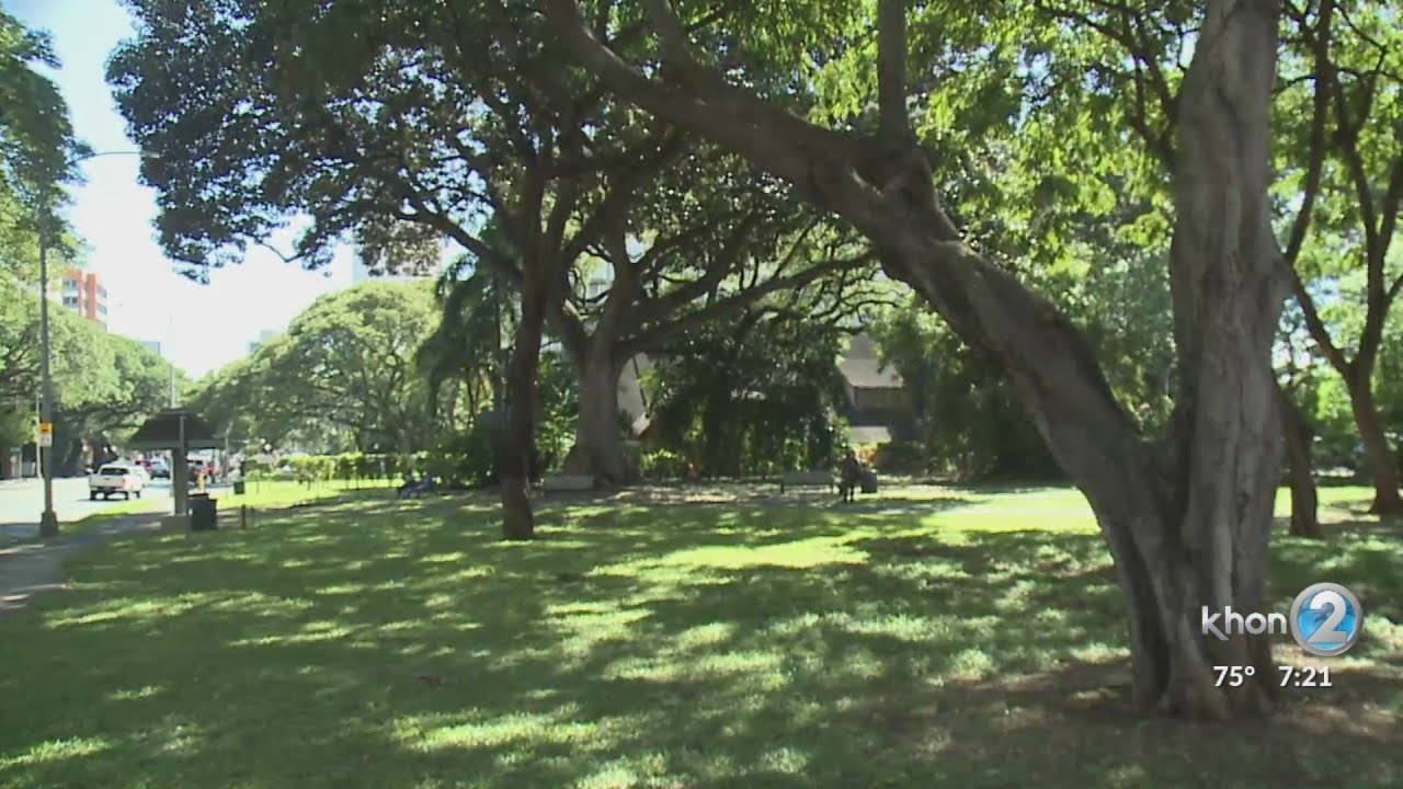 Punahou students raise awareness for trees in Hawaii