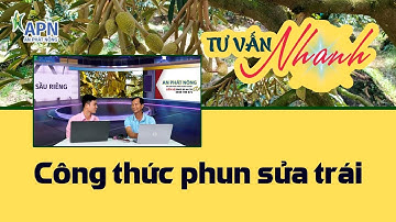 APN - KỸ THUẬT SỬA TRÁI SẦU RIÊNG | GIÚP TRÁI TRÒN ĐẸP HẠN CHẾ MÉO MÓ
