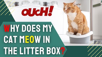 Why Does My Cat Meow in the Litter Box?