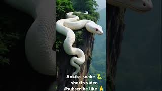 Nature Snake And Feel The Sound Amazon Old And Big Snake Tree And Mountain Nature Snake