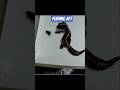 feeding AFT #gecko #reels #pets #dailyvlog #sorts #funny #reptiles #shake #fyp #story