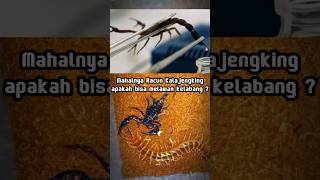 mahalnya racun  kalajengking, apa bisa mengatasi lipan besar ? #feedshorts #hewan #shortvideo