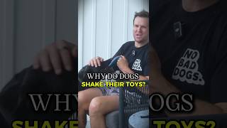Why Dogs Shake Their Toys So Violently
That violent side-to-side shake your dog does with a toy isnβt as random as it looks.
That motion comes from an instinctive part of the natural hunting sequence. The shaking movement was designed to quickly disable prey.
Your dog may spend most of the day relaxing on the couch and playing with toys, but those old instincts are still there.
So when they grab a squeaky toy and start shaking it like crazy, youβre seeing a piece of natural dog behavior that goes way deeper than the toy itself.
Follow for more dog training tips. Why Dogs Shake Their Toys So Violently