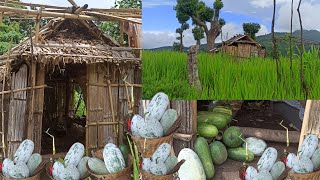 Village life freshly harvested ash gourd /jhum farming nagaland 