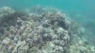 2014 Maui - Honolua Bay Snorkeling