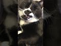おやすみtuxedo-cat白黒猫ざきお Good night 💤 Lullaby【猫動画】