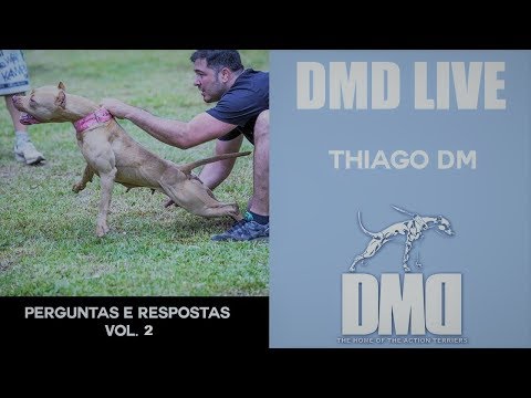 Vídeo: Idoso, cão vadio faminto Obtém foto bonita para ajudá-la a encontrar uma casa