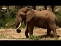 Determined Elephant Protects His Mate | Nature's Great Migrations | BBC Earth