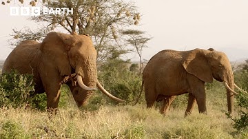 Determined Elephant Protects His Mate | Nature