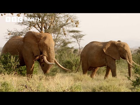 Determined Elephant Protects His Mate | Nature's Great Migrations | BBC Earth