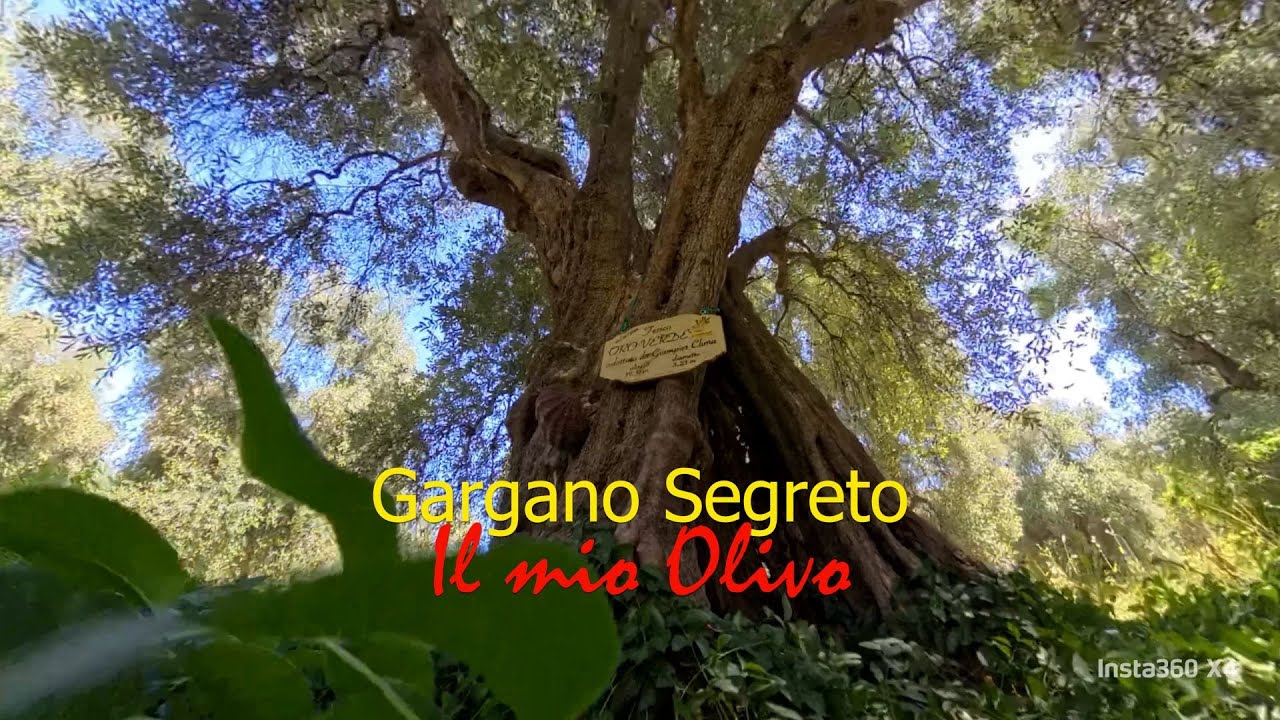 𝔾𝕒𝕣𝕘𝕒𝕟𝕠 𝕊𝕖𝕘𝕣𝕖𝕥𝕠. Il mio Olivo