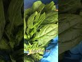 입맛 살리는 유기농 시금치🌿정월대보름      #레시피 #집밥 #겉절이 #겨울 #요리
