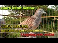 perkutut betina memanggil jantan -DENGAN SUARA KHASNYA memancing perkutut jantan langsung saut&quot;an