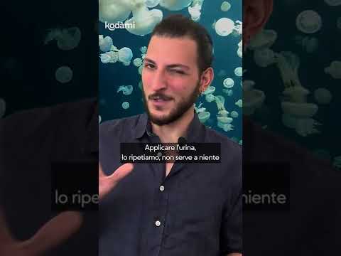 Video: Le meduse pungono apposta?