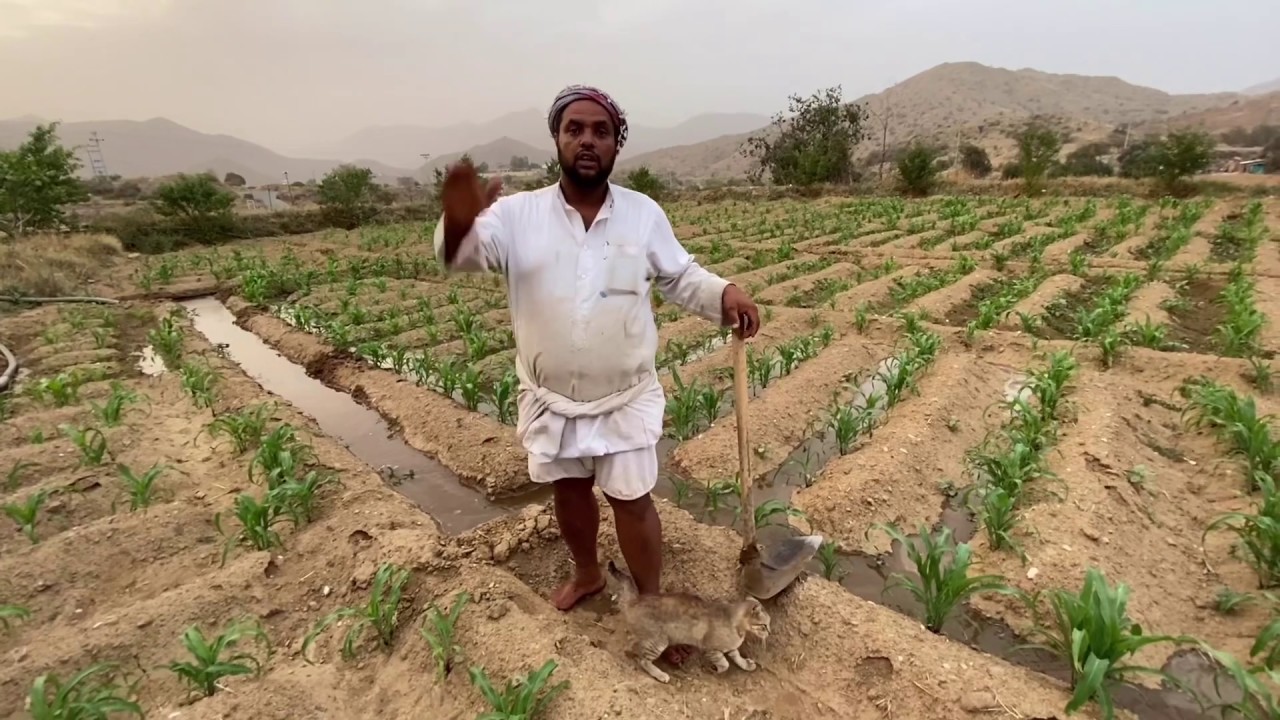 شركة الحميدي الزراعية