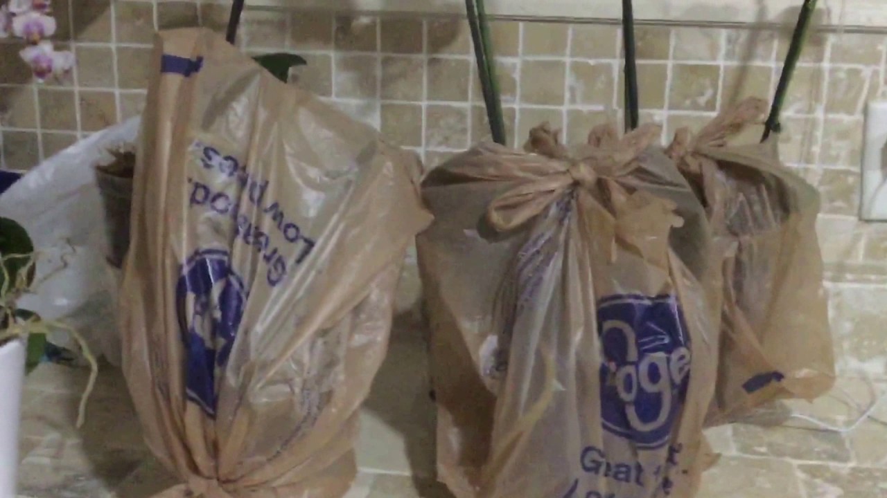 orquideas en terapia de sauna parte1