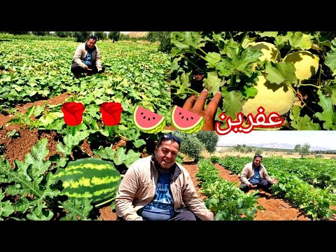 من خيرات الأرض بعفرين بطيخ خيار كوسا و الكتير من المزروعات