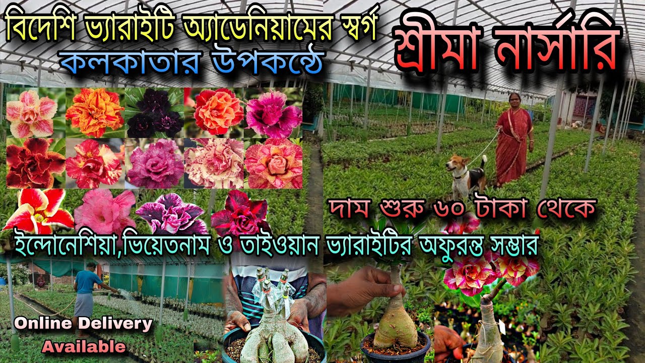 বিদেশি অ্যাডেনিয়ামের স্বর্গ কলকাতার উপকন্ঠে শ্রীমা নার্সারি / Shrimaa Nursery near Kolkata