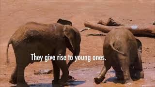 Lesson 3: Identifying the characteristics of animals as living things