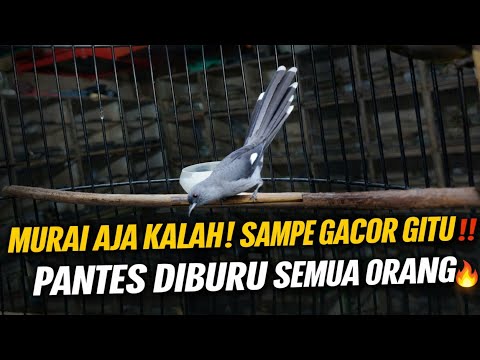 Verzachtende Diepe Slaap (Geen Advertenties) • Genezing Van Stress, Angst En Depressieve Toestand...