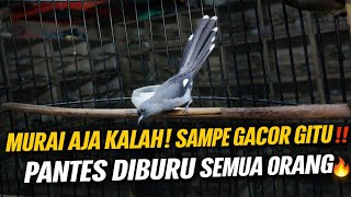 Download Lagu LUAR BIASA BURUNG INI ‼️BAHAN DIBUANG SAAT GACOR JADI MEWAH | PANTES DIBURU SEMUA ORANG MP3