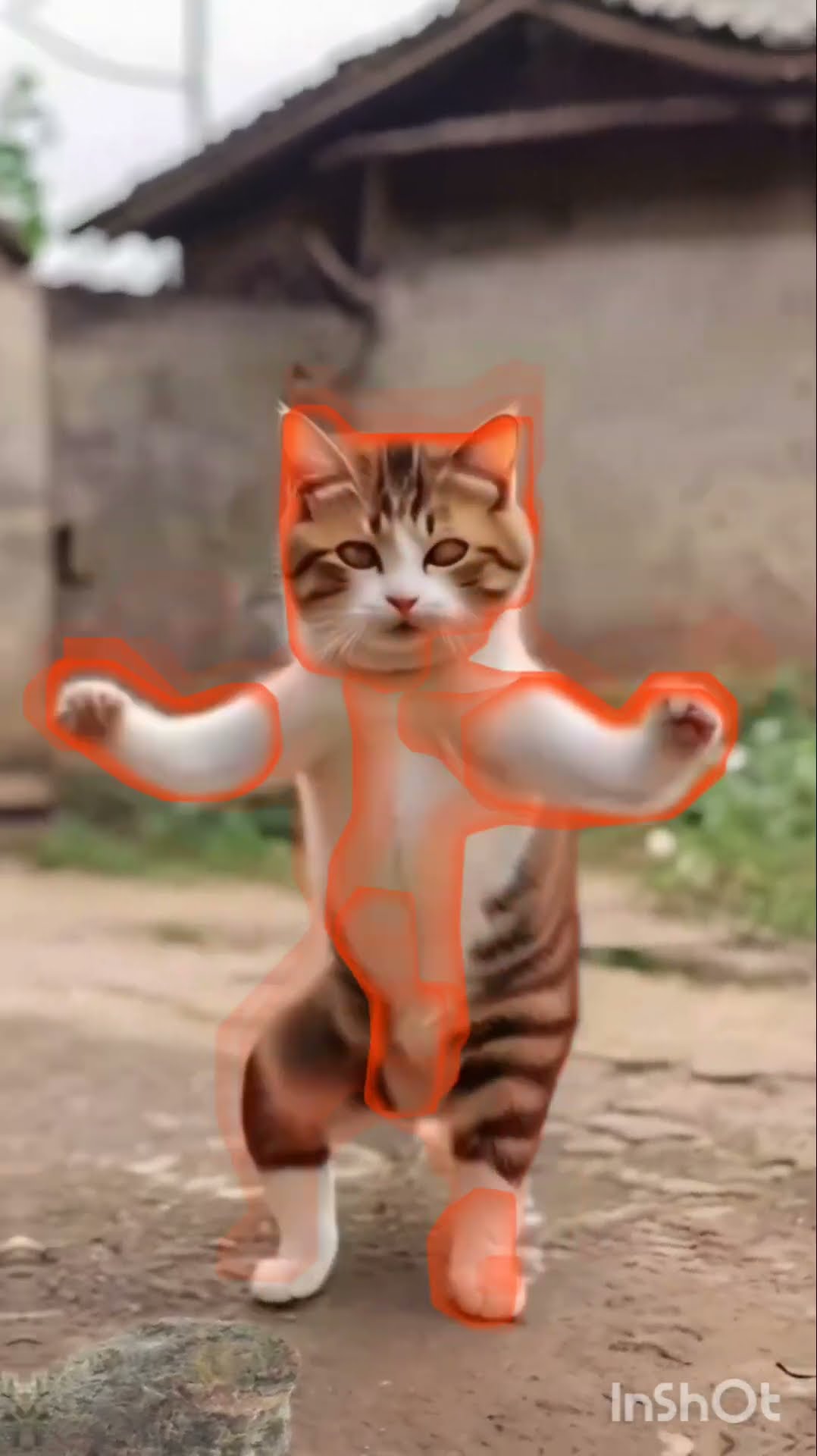 Cat dance - YouTube