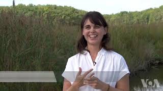 研究人员看到入侵物种芦苇的光明面