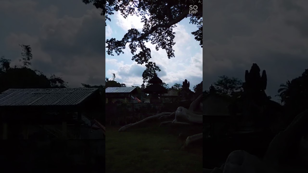 Pohon Kayu Putih Desa Tua Marga Tabanan