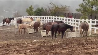 Second horse found dead at Rancho Santa Fe property investigated by San Diego County