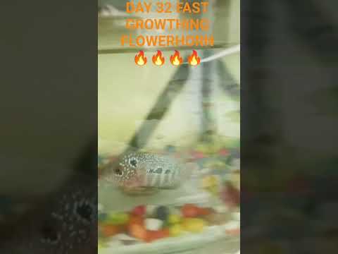 DAY 32 MY FLOWERHORN GROWTHING 🔥🔥🔥🔥