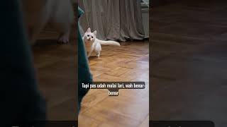 Anabul bermain #trending #cat